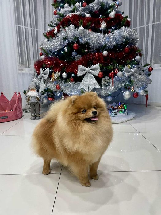 Pomeranian, Szpic Miniaturowy, FCI,