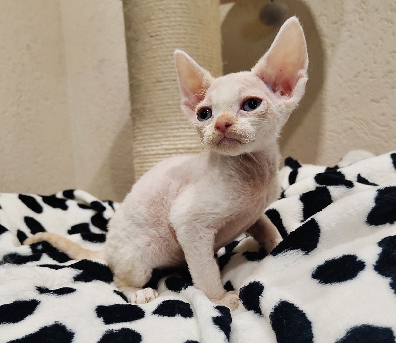 Devon rex kocurek
