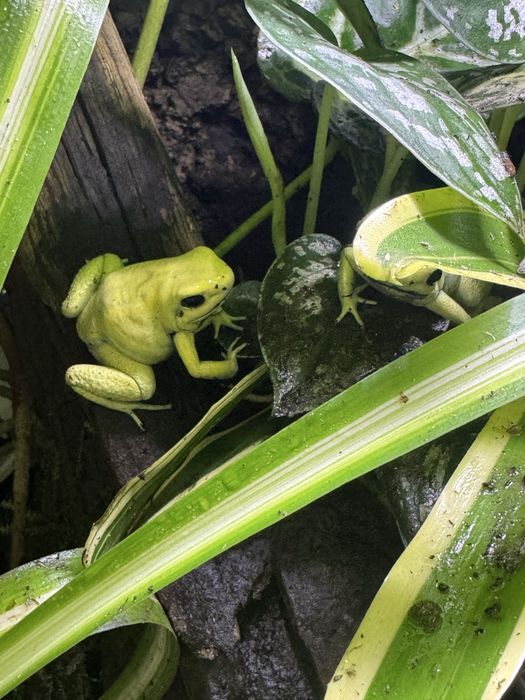 Phyllobates terribilis mint, Liściołaz