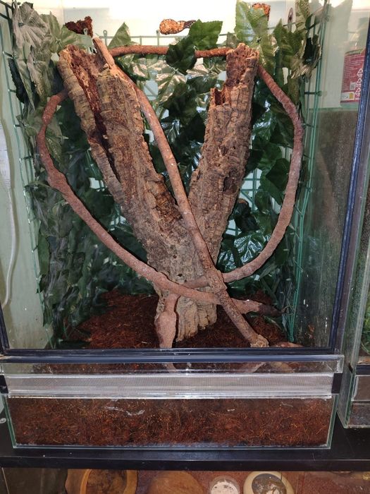 Gekony orzęsione z terrarium