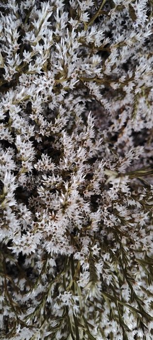 Zatrwian tatarski tegoroczny cena okazyjna