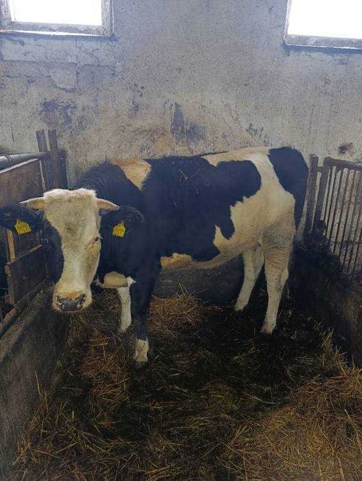 sprzedam 4 jałówki zacielone