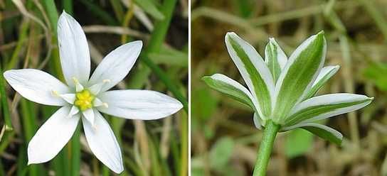 Śniedek baldaszkowaty duża kępka cebulek