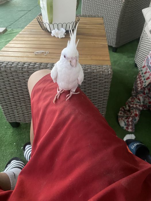 Tenho uma caturra albina domesticada para cerder