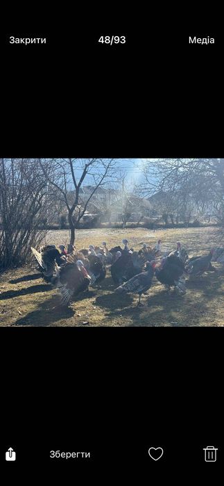 Продам молодих індиків