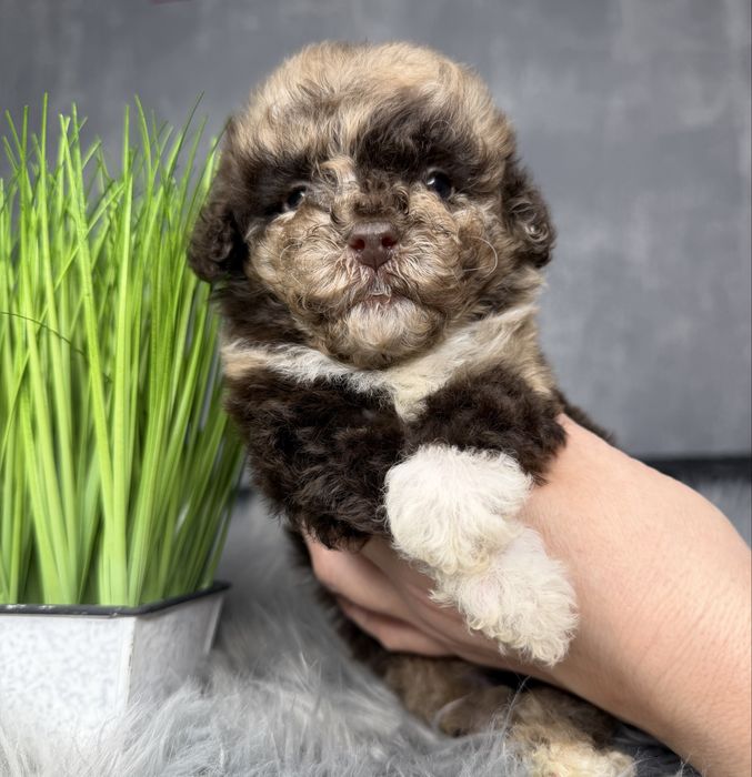 Той пудель шоколадный мрамор