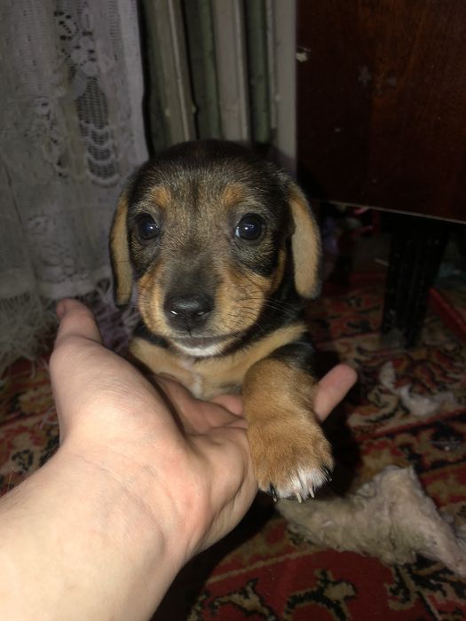 Бесплатно,щенок метис таксы