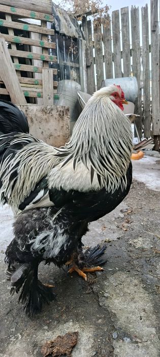 Инкубационные яйцо Брама