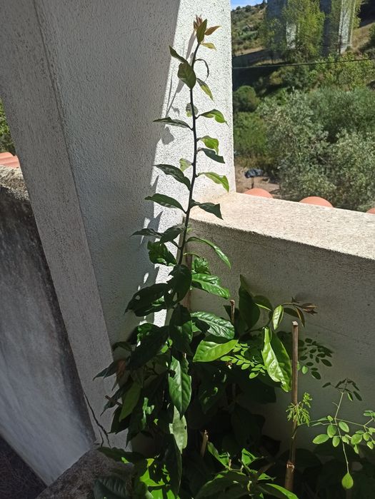 Ora-pro-nobis, pereskia aculeata, trepadeira, planta medicinal