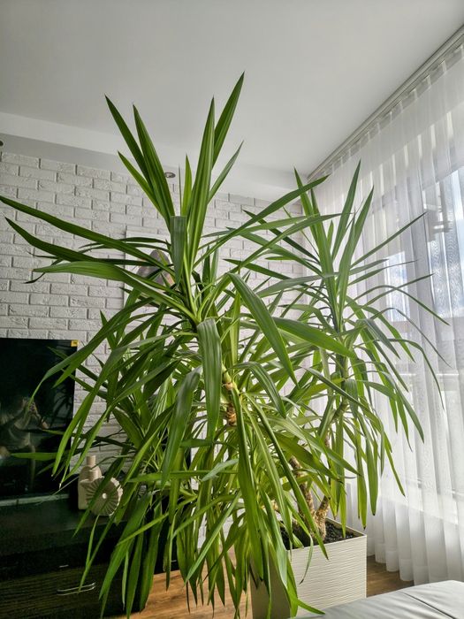 Juka (yucca)- piękna, rozłożysta, duża- Wrocław