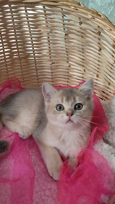 Прямоухий котик шотландская золотая шиншилла очень ласковый