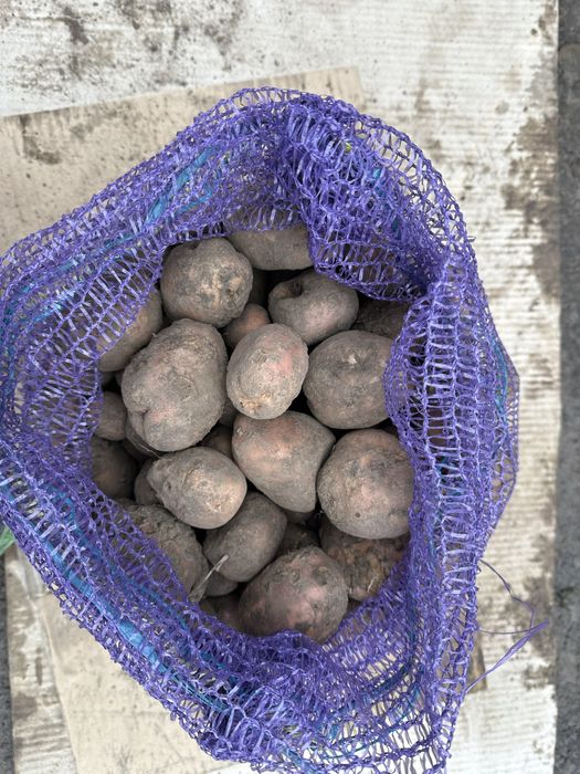 Дрібна картопля)))