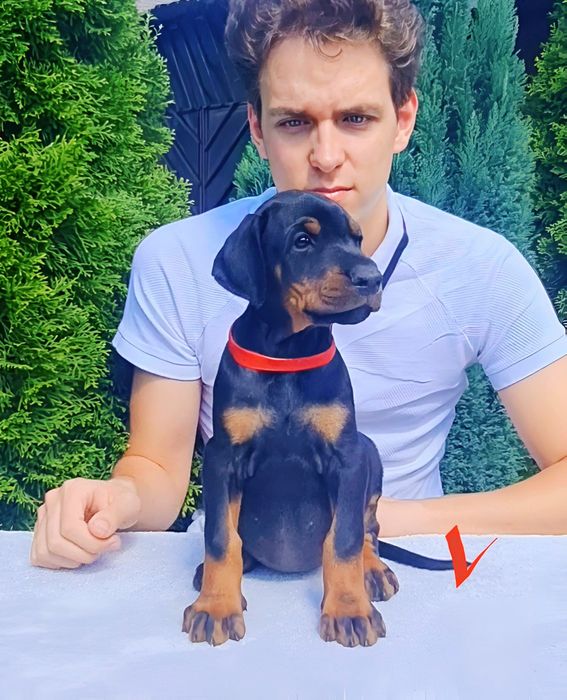 Доберман, цуценя добермана, щенок добермана