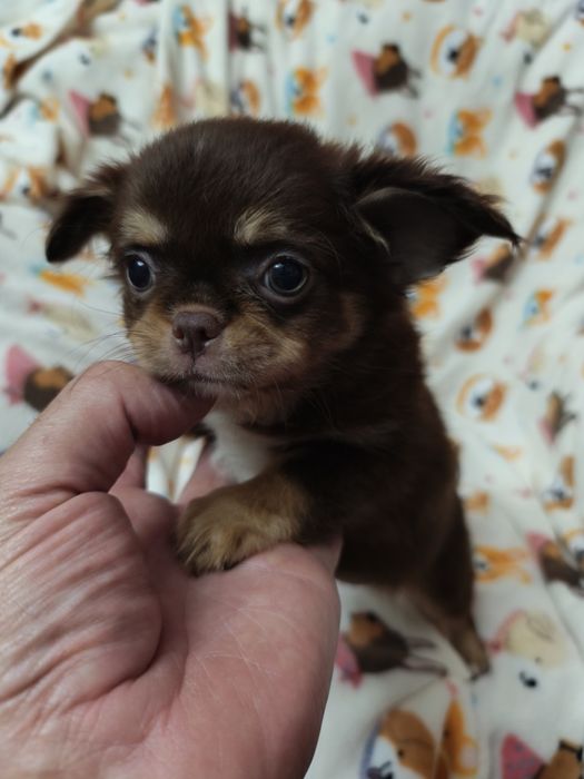 Chihuahua chocolate  lindíssima