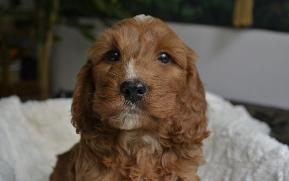 Cockapoo piesek KACPER