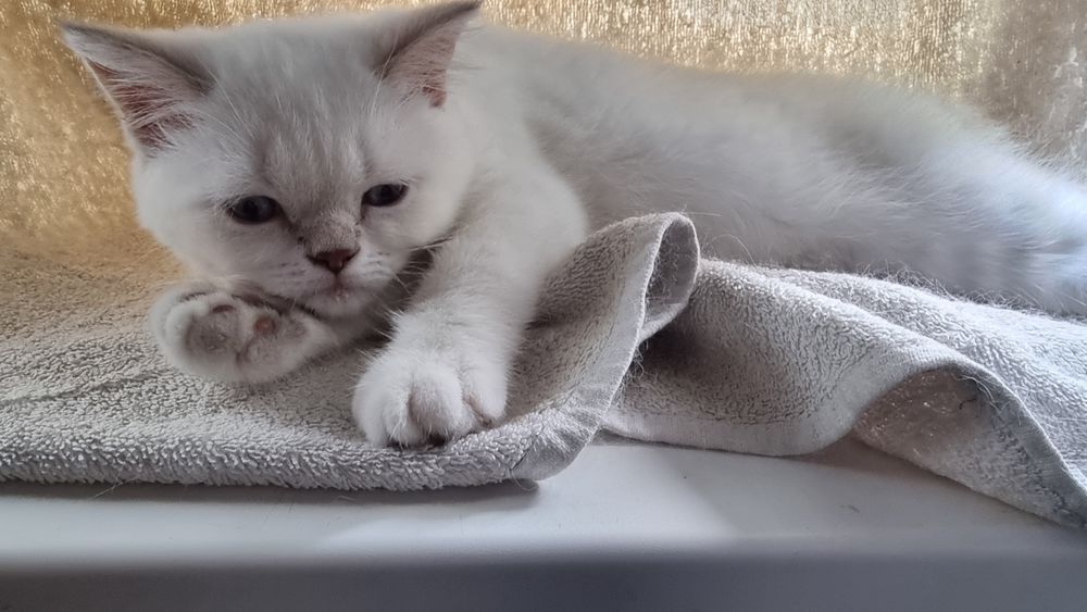 Шотландский котик