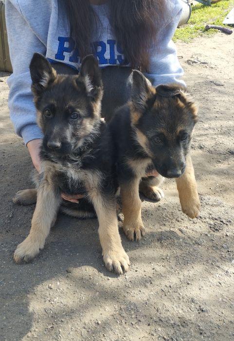 Щенки немецкой овчарки