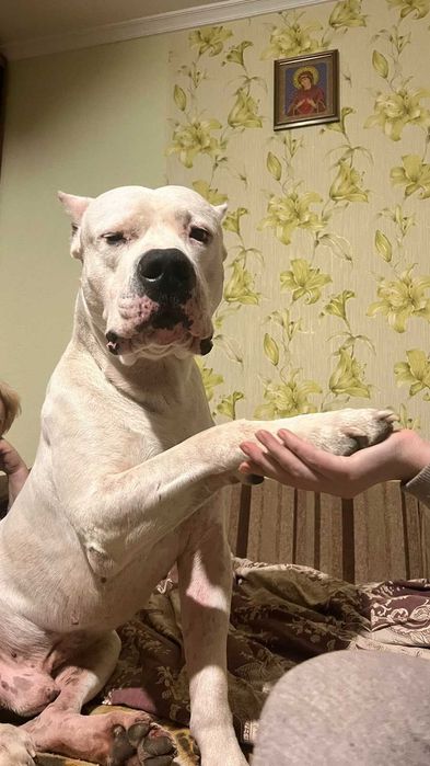 Вязка,кобель Аргентинський дог