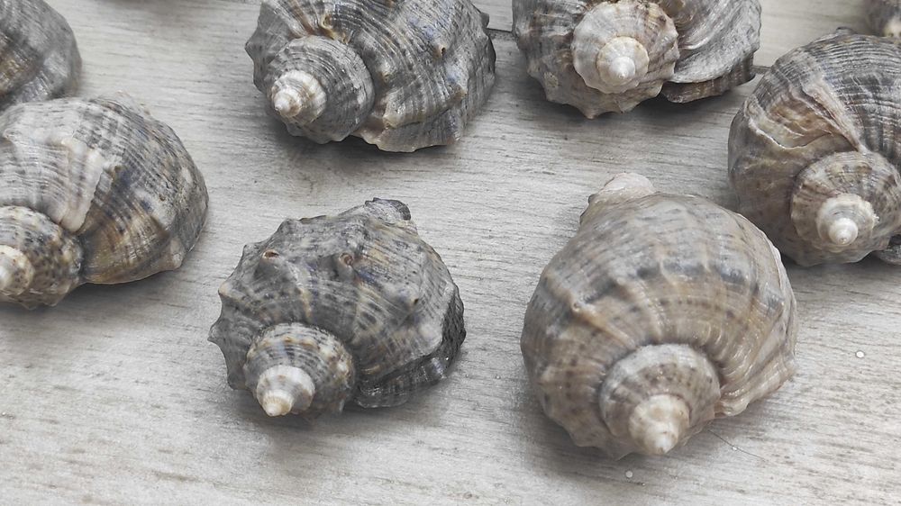 Ракушка рапана, декоративна морська ракушка