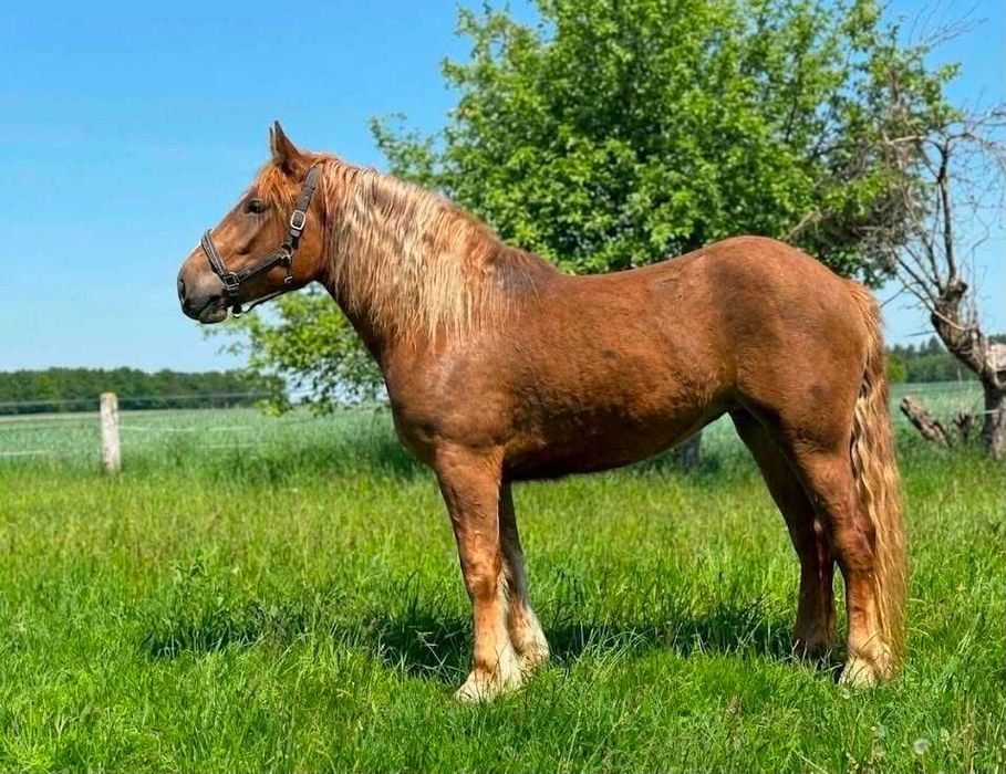 klacz zimnokrwista