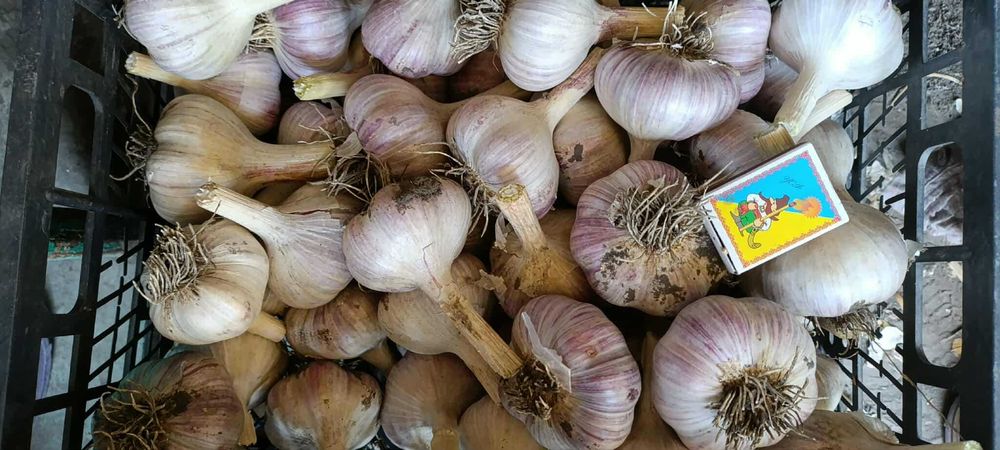 продам часник  нового врожаю Любаша та Дюшес