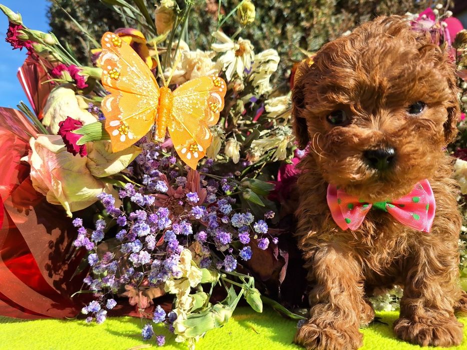 Pudel toy & maltipoo z certyfikatem suczka