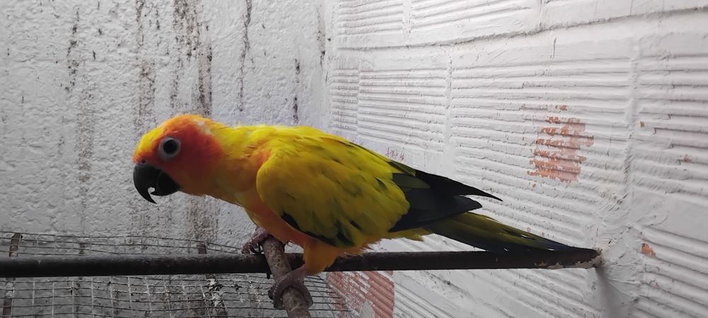Aratinga sol fêmea