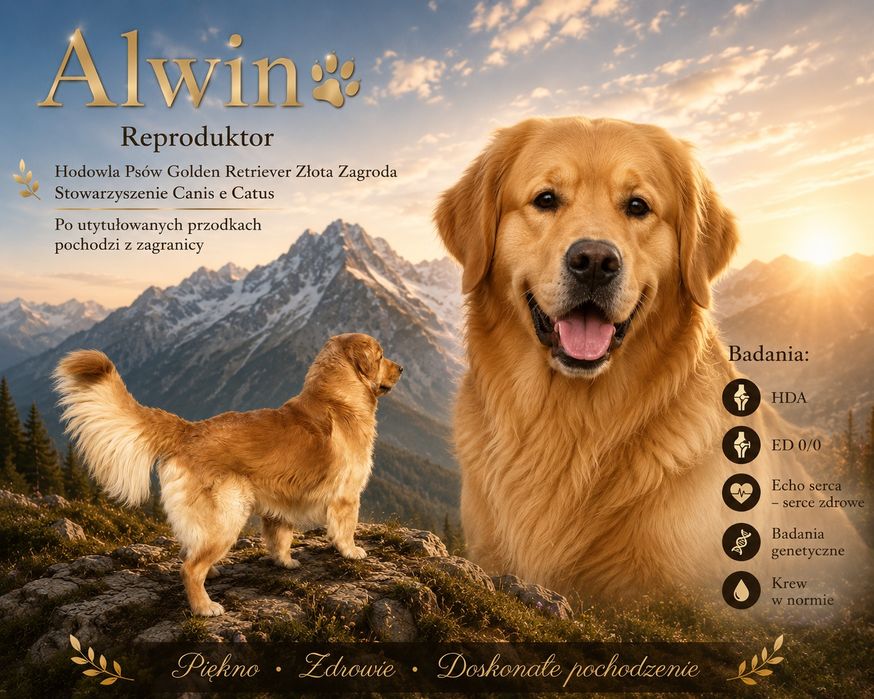 Golden retriever- piesek