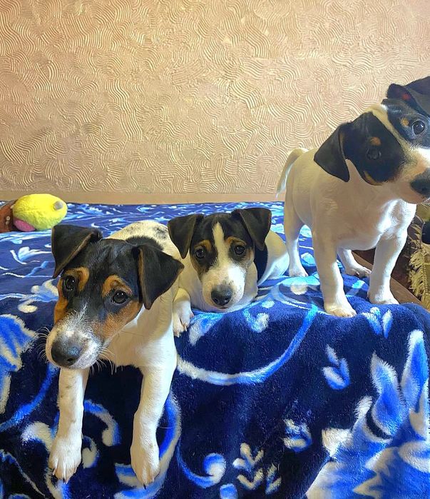 Найкращі джек- рассел!