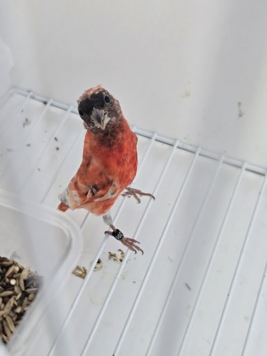Cardinalitos da Venezuela e Magellanicas