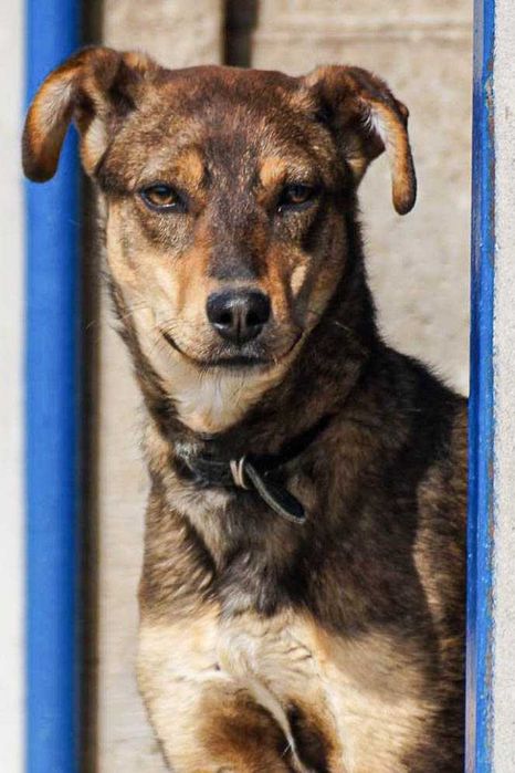 Bogar - średniej wielkosci psiak