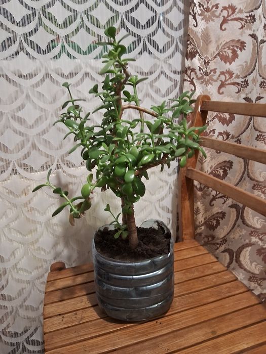 Толстянка (Денежное дерево ) 50 см