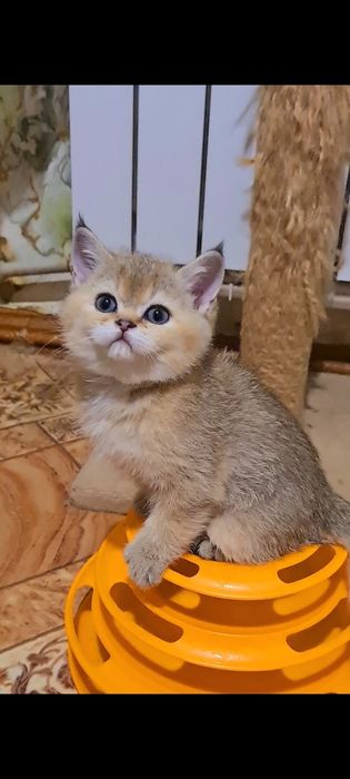 Красатулька мальчик шотландский