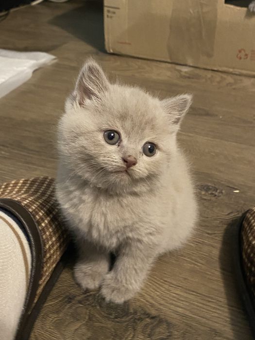 Продам гарненьких кошенят шотланської породи (скотіш)