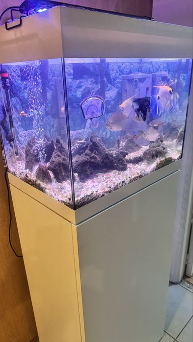 Aquario COMPLETO lindo com 10 Peixes, bombas, Filtros, decoração,