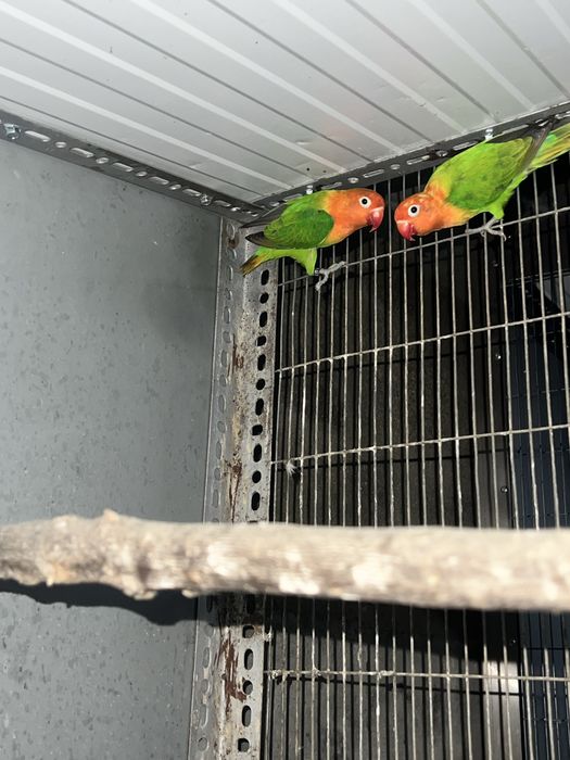 Casal  Fischers de 2025