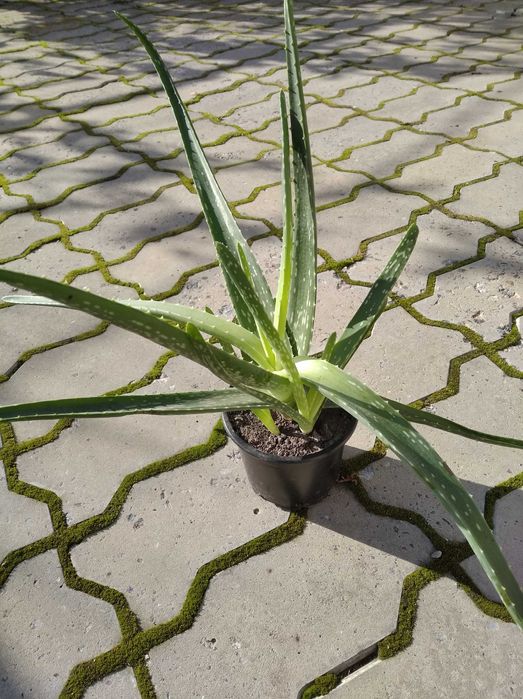 Продам Алоэ лекарственный.