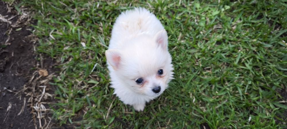 Spitz alemão anão fêmea  Lulu da Pomerânia