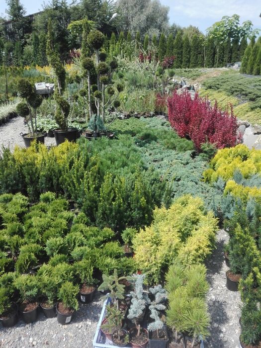 Jałowiec green gold blue carpet lime glow wiltoni prince arrow star
