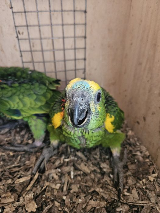 Casal Amazonas Aestivas Reprodutor