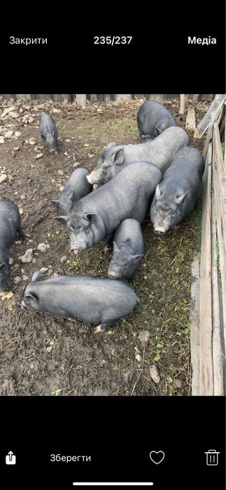 Свиня Вєтнамська