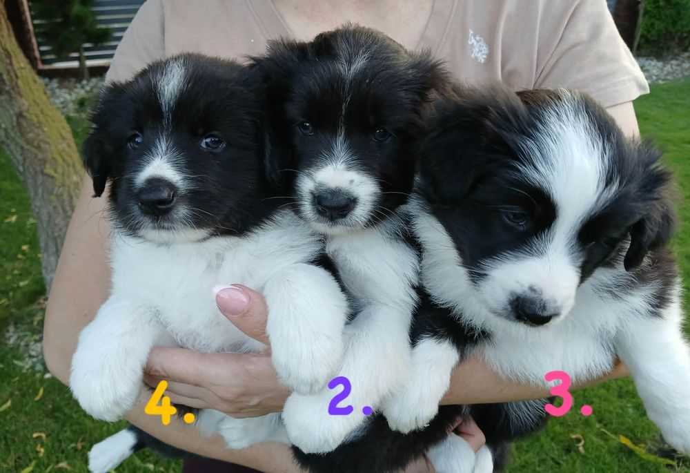 Śliczne Pieski Border Collie