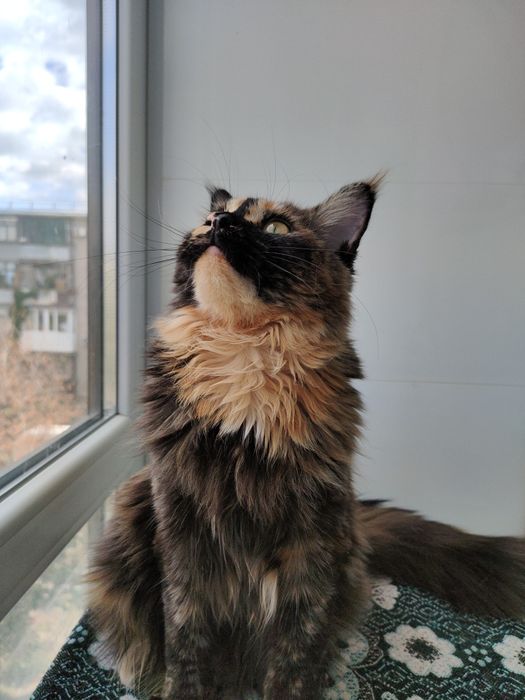 Черепаховая кошка Мейн Кун.