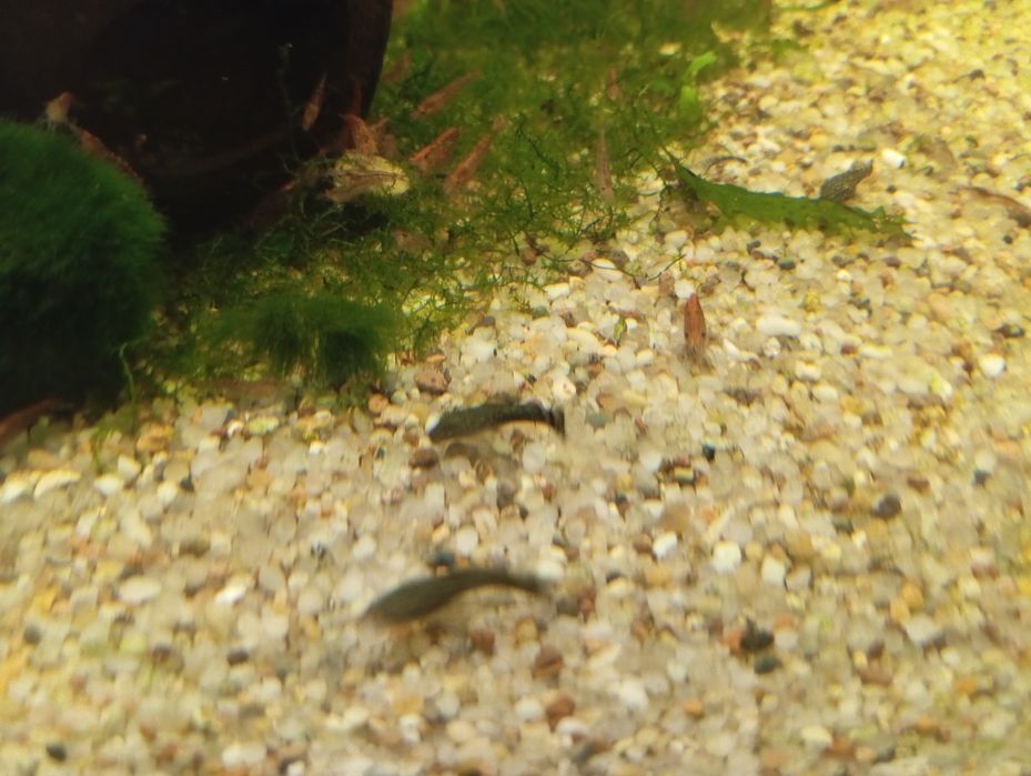 Młode zbrojniki - glonojady- promocja