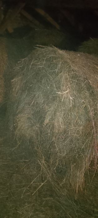 SPRZEDAM SIANO 130/120 cena 100zł