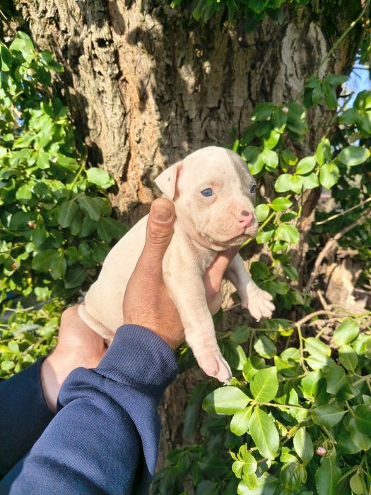Amstaff blue suczka
