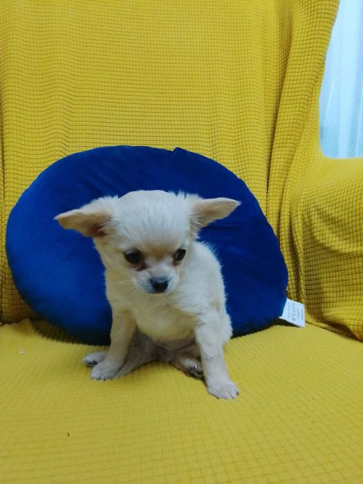 Chihuahua długowłosa