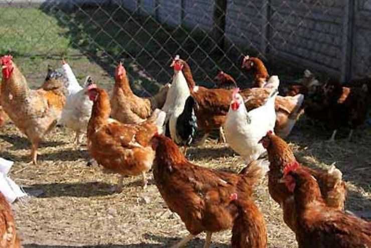 Продам м'ясо птиці