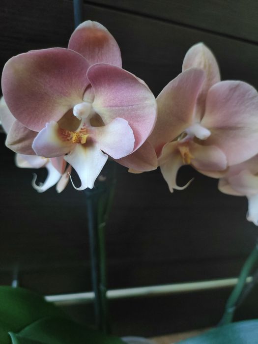 Орхідея, фаленопсіс райдужна.