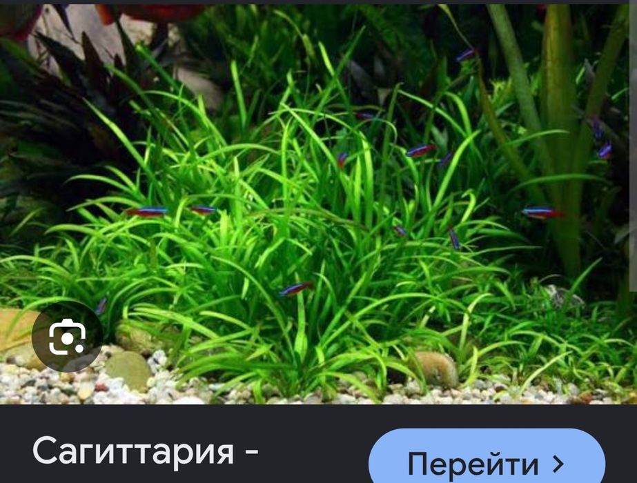 Красная и зелёная нимфея